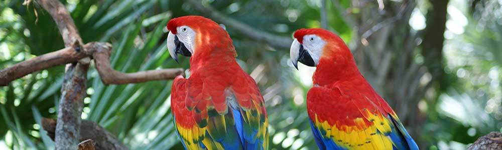 artenreiche Tierwelt in Costa Rica